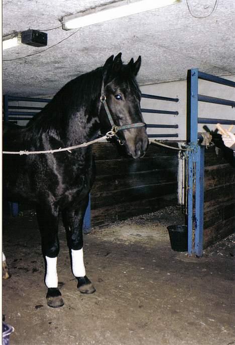 Anden særlig race Cæsar billede 12