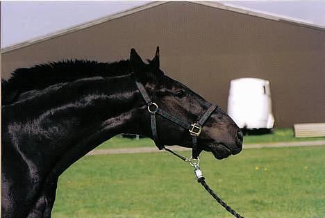 Anden særlig race Cæsar billede 14