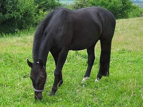 Anden særlig race Cæsar billede 15