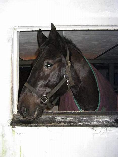 Anden særlig race Cæsar billede 16