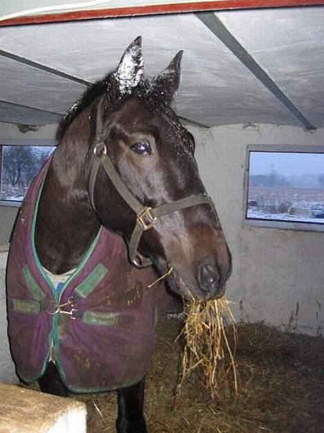 Anden særlig race Cæsar billede 17