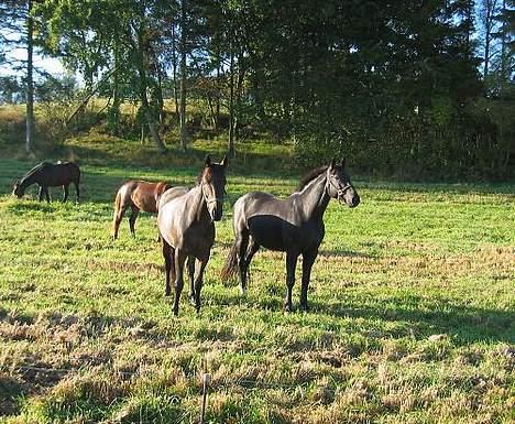 Anden særlig race Cæsar billede 18