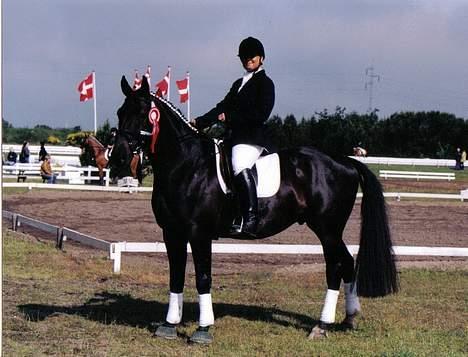 Anden særlig race Cæsar billede 19