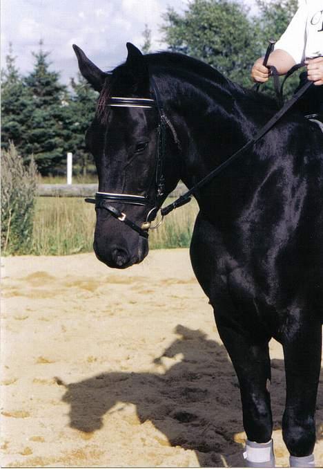 Anden særlig race Cæsar billede 20