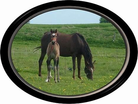 Anden særlig race Miss Katie  billede 13