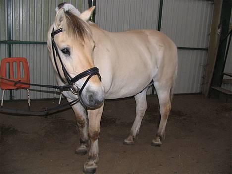 Fjordhest Bonney... - i ridehuset... billede 19