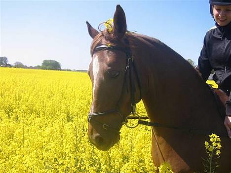 DSP Firhøjs Nobi R.I.P :'( - (Foto by: Maya, min vidunderlige part) billede 11