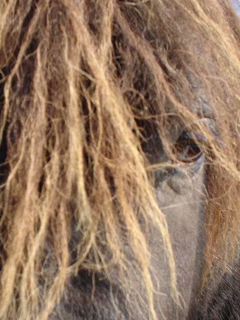 Shetlænder Balder RIP - Vores smukke balder :)) billede 1