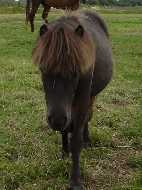 Shetlænder Balder RIP - Også fra sidste sommer billede 2