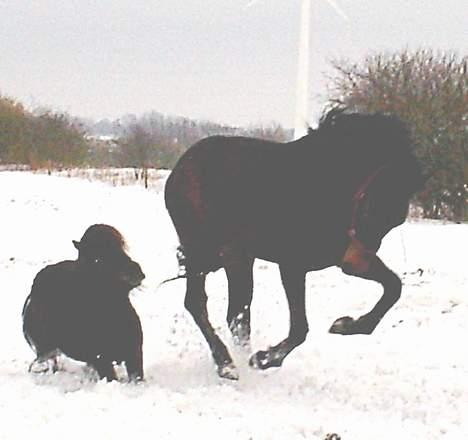 Shetlænder Balder RIP - Her er han så med sin bedste ven ( Castello) i sneen  fra vinters billede 3