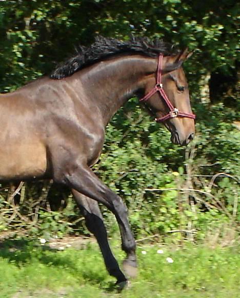 Dansk Varmblod Castello-aflivet - Castello  er han ikke dejlig ?! Taget d15/8 2005 billede 1