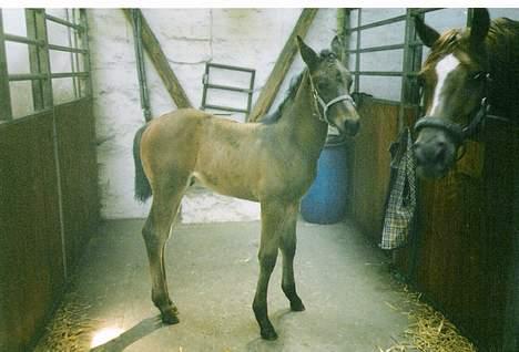 Dansk Varmblod Castello-aflivet - uha en meter fra mor :) billede 2