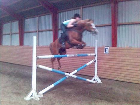 New Forest Casanova (SOLGT) billede 8