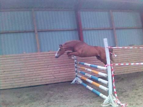 New Forest Casanova (SOLGT) billede 9