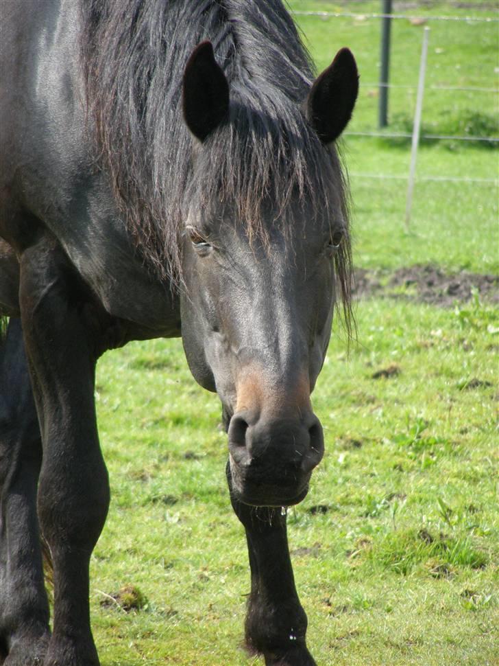 Oldenborg Junker - 2/5 2008 billede 4