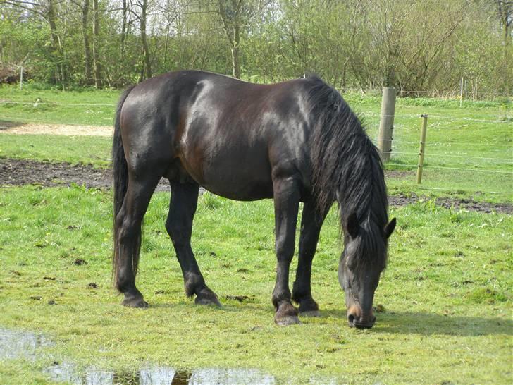 Oldenborg Junker - 2/5 2008 billede 5