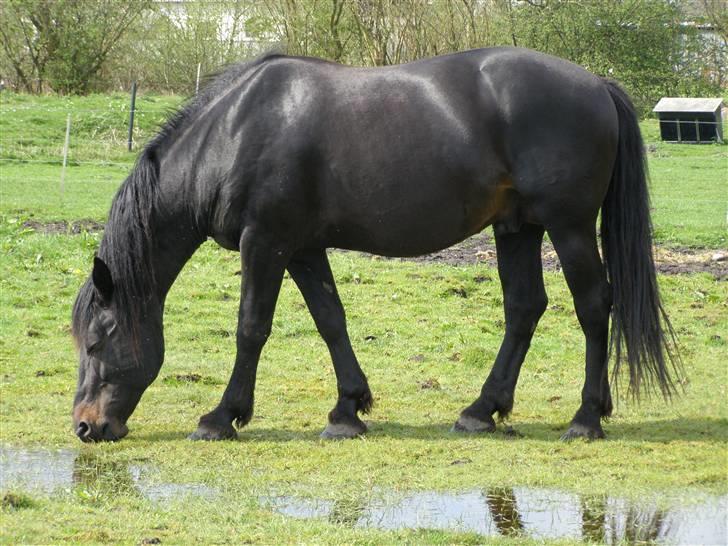 Oldenborg Junker - 2/5 2008 billede 6