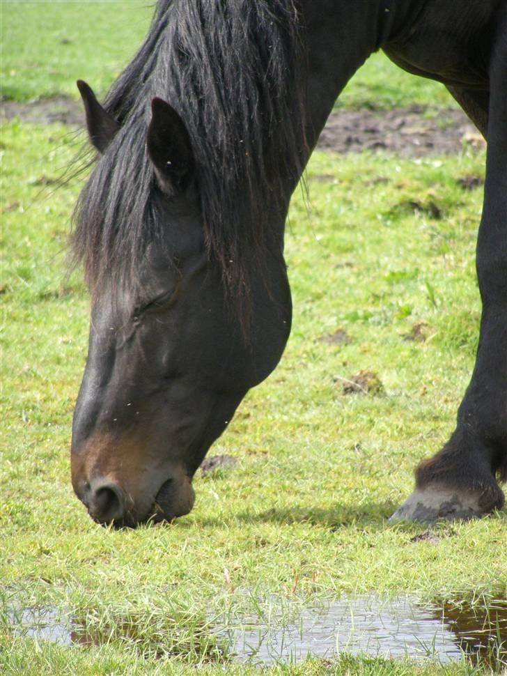 Oldenborg Junker - 2/5 2008 billede 7