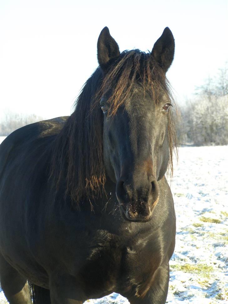 Oldenborg Junker - 2/1 09 billede 8