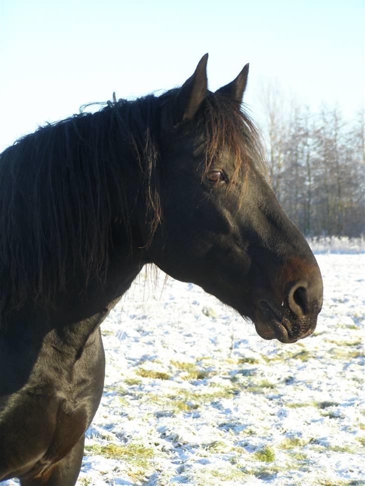 Oldenborg Junker - 2/1 09 billede 9