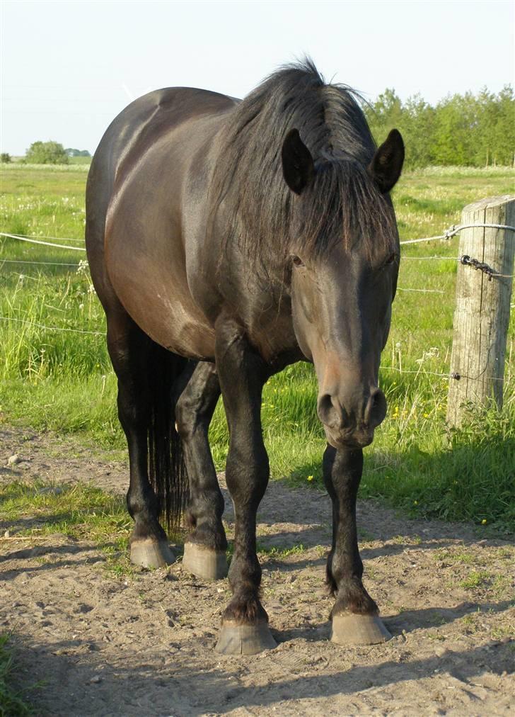 Oldenborg Junker - 23/5 2008 billede 10