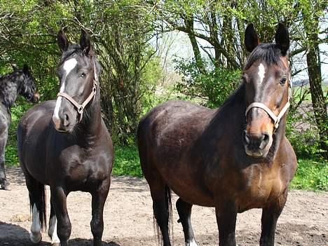 Oldenborg Belinda - Isabella og Belinda. Maj 05 billede 13