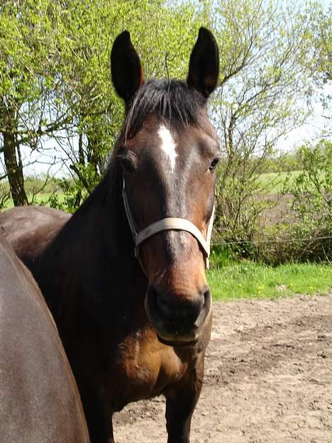 Oldenborg Belinda - Belinda. Maj 05 billede 14