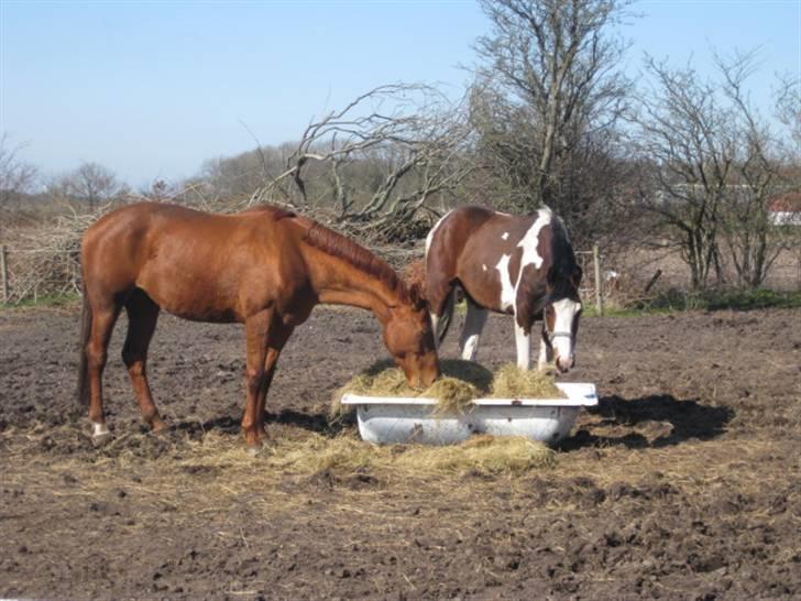 Dansk Varmblod Michelle M RIP. billede 3