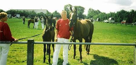 Dansk Varmblod Castello-aflivet - Følskue i 2003 billede 3