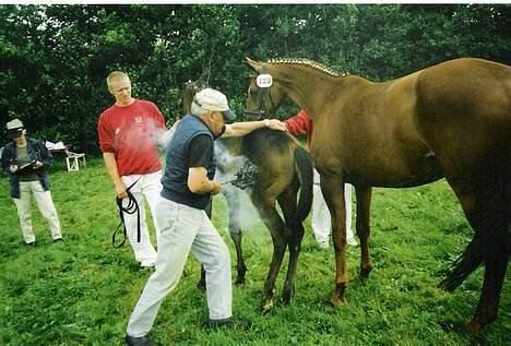 Dansk Varmblod Castello-aflivet - et stk brændemærke til Castello billede 4