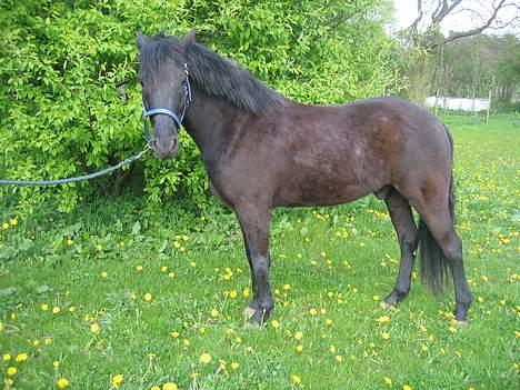 New Forest Roløkke Himalaya SOLGT - Sødte Headley liner op=) billede 1