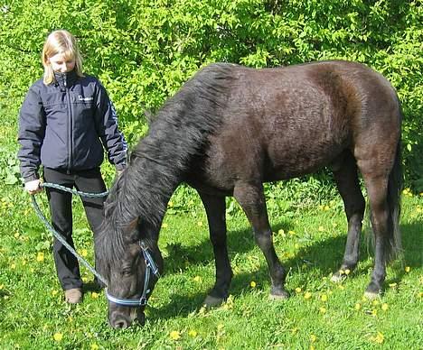 New Forest Roløkke Himalaya SOLGT - Mig og Headley billede 2