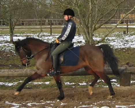 New Forest Elmholts Odessa SOLGT - Træning marts 2006 billede 2