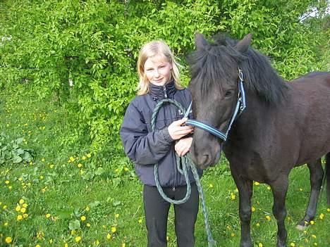 New Forest Roløkke Himalaya SOLGT - igen igen.   billede 3