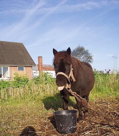 Shetlænder line<3 - haha,, du må bare ikke smage ;0)  billede 12