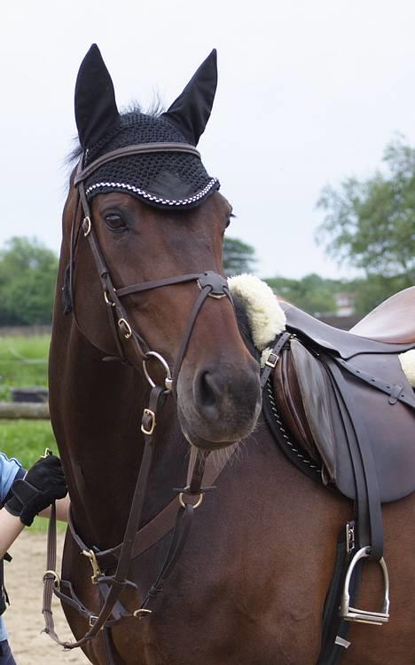 Holstener DH Locir - Almost Perfect - Locir er klar til spring! billede 11