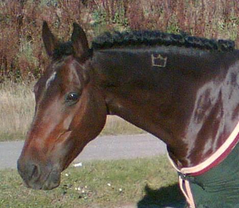 Holstener DH Locir - Almost Perfect - Locir med hendes brandmærke!! Kåret i DH *wee* billede 13