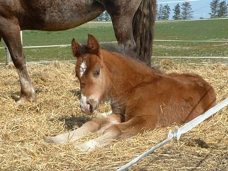 Welsh Cob (sec D) Lillelunds D'Artagnan - Føl afslapning!!! ca 7 uger billede 3