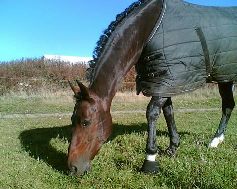 Holstener DH Locir - Almost Perfect - Locir slapper af efter en viild kåringsdag (hun lev kåret i DH!) billede 17