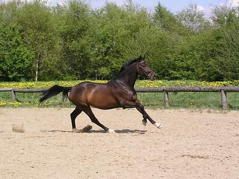 Holstener DH Locir - Almost Perfect - ROLIG - pas nu på du ikk falder når det skal gå så hurtigt :o) billede 20