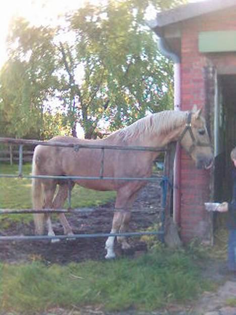 Palomino EPAH 54 Golden Benjamin - Golden Benjamin 2005 billede 10