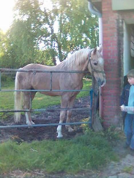 Palomino EPAH 54 Golden Benjamin - Golden Benjamin 20 år og still going strong billede 11