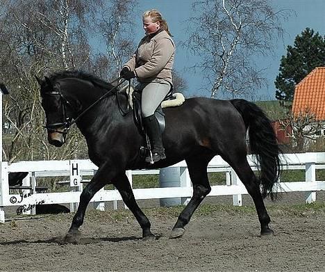 Oldenborg Grock Birkehøj *Solgt* - *nyt* Taget den 18/4 - 06 billede 6