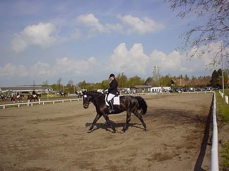 Oldenborg Grock Birkehøj *Solgt* - Distriktsstævne den 14 Maj. LA1 billede 7