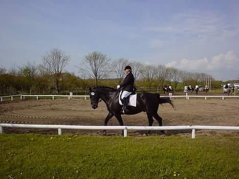 Oldenborg Grock Birkehøj *Solgt* - Distriktsstævne den 14 Maj. LA1 billede 8