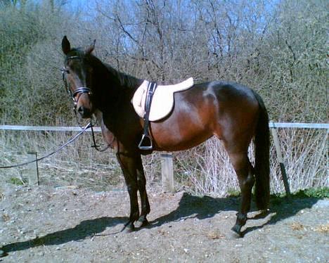 Anden særlig race Destiny´s child billede 1