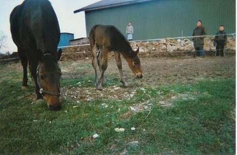 Anden særlig race Destiny´s child billede 2