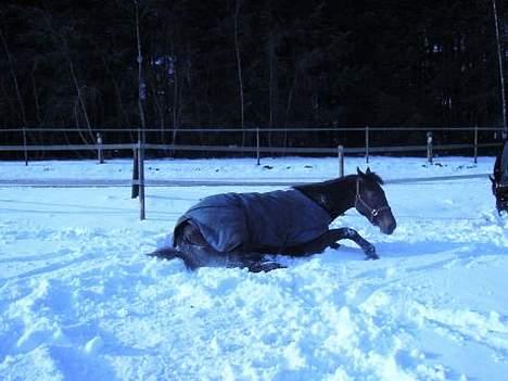 Anden særlig race Destiny´s child billede 3