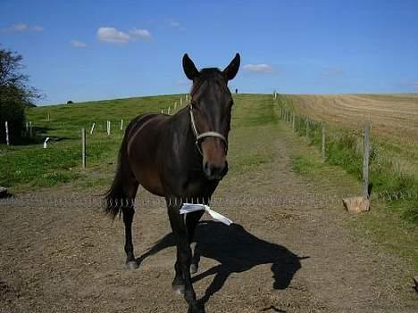 Anden særlig race Destiny´s child billede 4