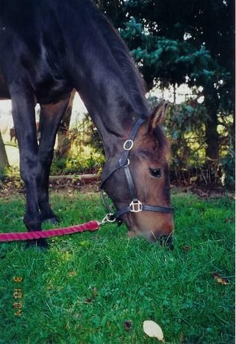 Anden særlig race Destiny´s child billede 5